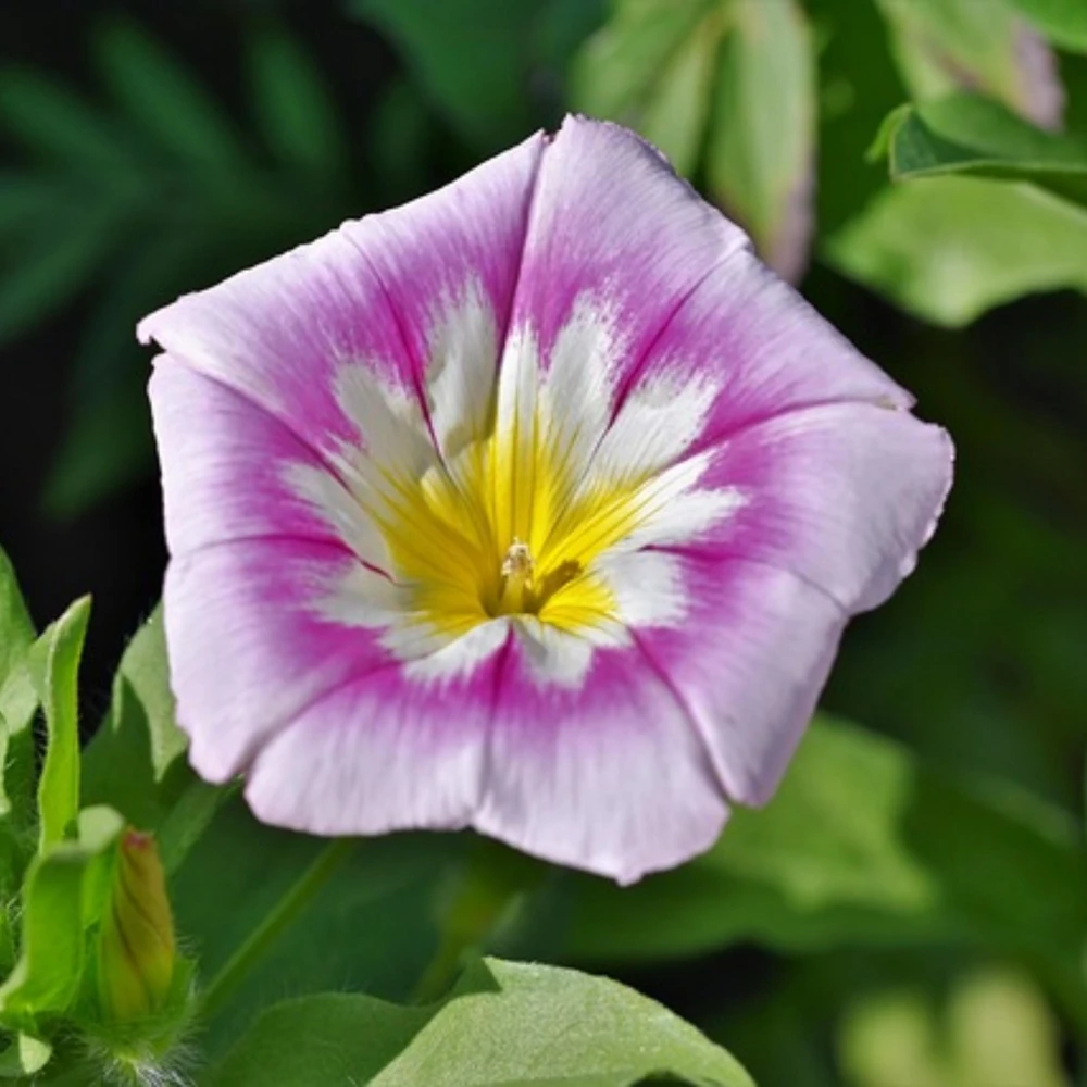 Ensign Rose Morning Glory Seeds - 30 Seeds - Rose Pink Climbing Vine - Image 7