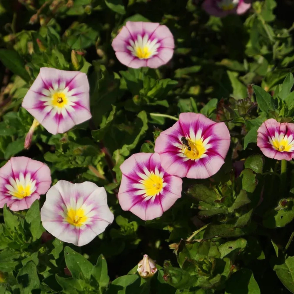 Ensign Rose Morning Glory Seeds - 30 Seeds - Rose Pink Climbing Vine - Image 8