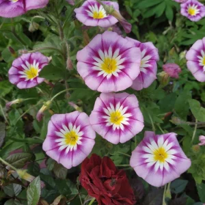 Ensign Rose Morning Glory Seeds - 30 Seeds - Rose Pink Climbing Vine - Image 9