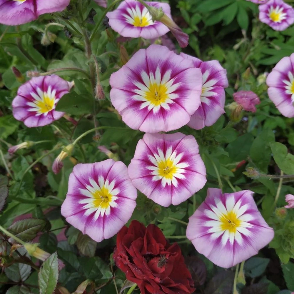 Ensign Rose Morning Glory Seeds - 30 Seeds - Rose Pink Climbing Vine - Image 9
