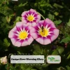 Ensign Rose Morning Glory Seeds - 30 Seeds - Rose Pink Climbing Vine - Image 1