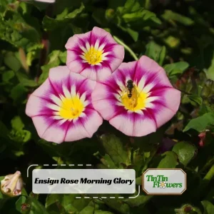 Ensign Rose Morning Glory Seeds - 30 Seeds - Rose Pink Climbing Vine - Image 1