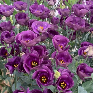 Eustoma Lisianthus Pucchino Mix Flower Seeds - Double Rose-like Blooms - 20 Seeds - Image 2