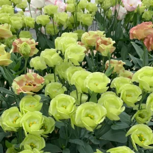Eustoma Lisianthus Pucchino Mix Flower Seeds - Double Rose-like Blooms - 20 Seeds - Image 3