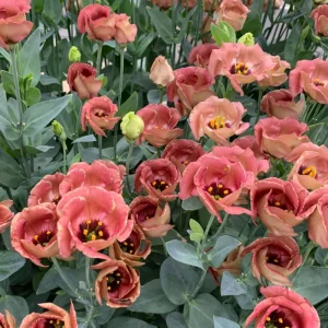 Eustoma Lisianthus Pucchino Mix Flower Seeds - Double Rose-like Blooms - 20 Seeds - Image 4