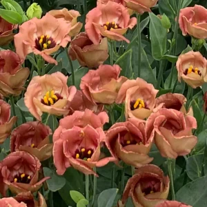 Eustoma Lisianthus Pucchino Mix Flower Seeds - Double Rose-like Blooms - 20 Seeds - Image 5