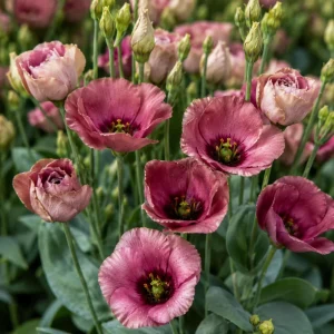 Eustoma Lisianthus Pucchino Mix Flower Seeds - Double Rose-like Blooms - 20 Seeds - Image 6