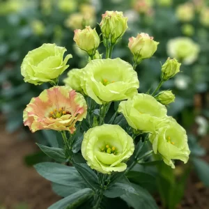Eustoma Lisianthus Pucchino Mix Flower Seeds - Double Rose-like Blooms - 20 Seeds - Image 7
