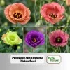 Eustoma Lisianthus Pucchino Mix Flower Seeds - Double Rose-like Blooms - 20 Seeds - Image 1