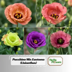 Eustoma Lisianthus Pucchino Mix Flower Seeds - Double Rose-like Blooms - 20 Seeds - Image 1