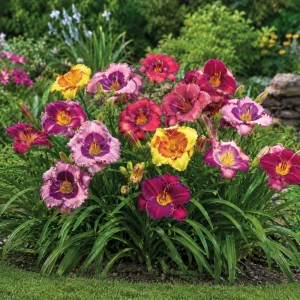 Eyezone Daylily Mix Seeds - Hemerocallis hybrida - Perennial Flower - 20 Seeds - Image 2