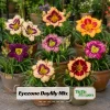 Eyezone Daylily Mix Seeds - Hemerocallis hybrida - Perennial Flower - 20 Seeds - Image 1