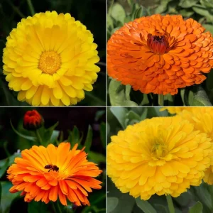 Fiesta Mix Calendula Seeds - 50 Count Pack - Non-GMO Heirloom Flower Seeds for Pollinators & Medicinal Gardens - Image 10