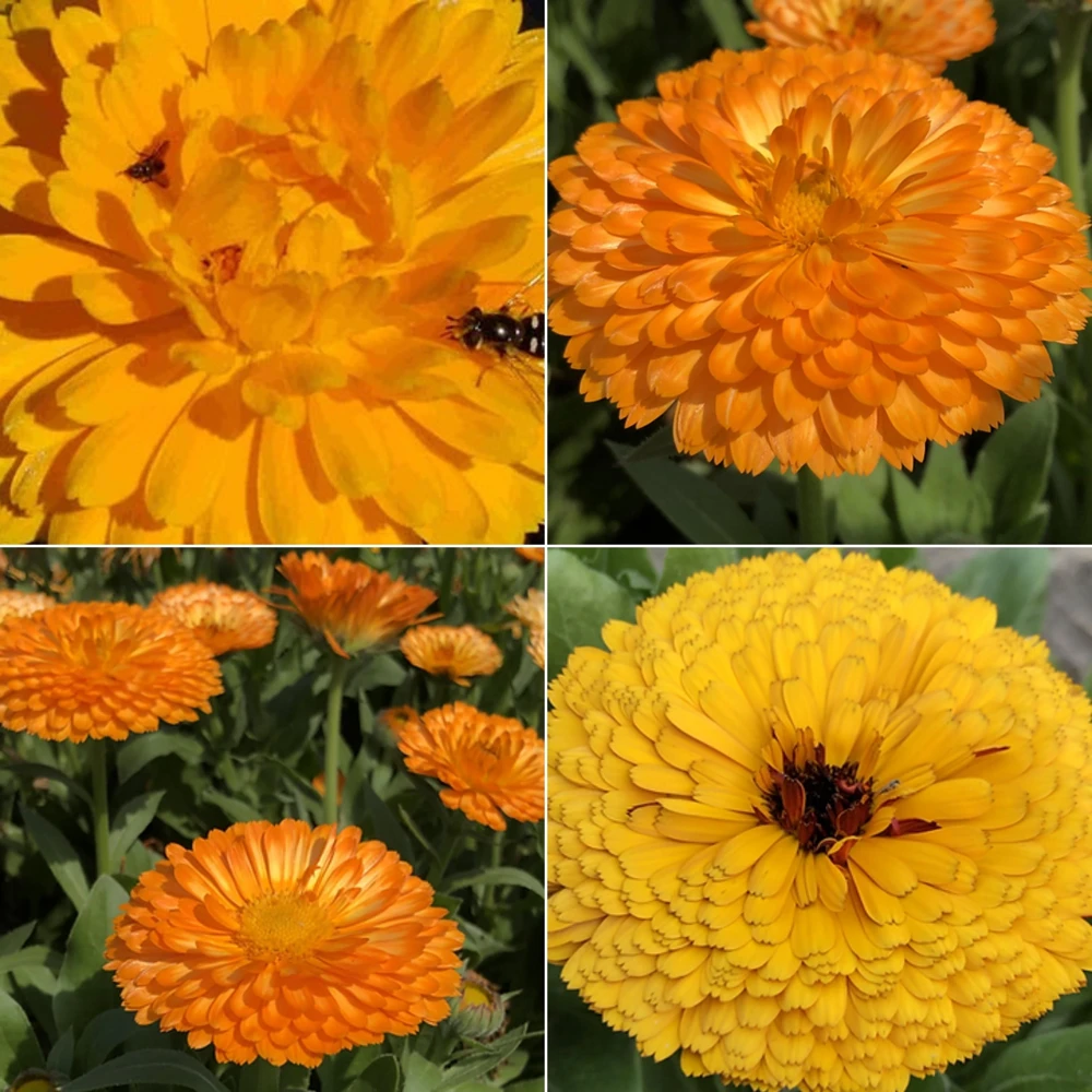 Fiesta Mix Calendula Seeds - 50 Count Pack - Non-GMO Heirloom Flower Seeds for Pollinators & Medicinal Gardens - Image 11