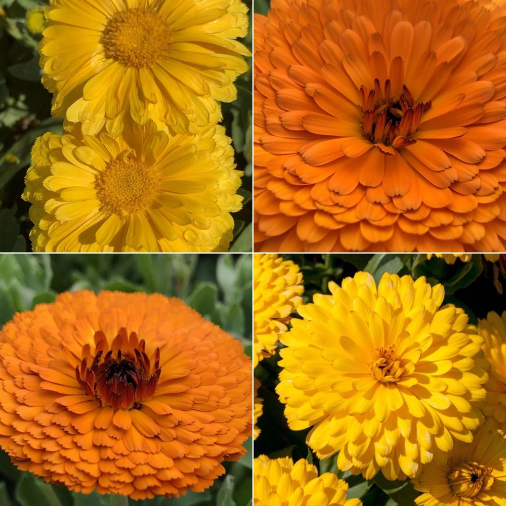 Fiesta Mix Calendula Seeds - 50 Count Pack - Non-GMO Heirloom Flower Seeds for Pollinators & Medicinal Gardens - Image 12