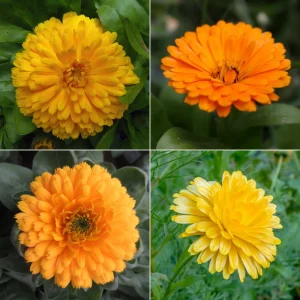 Fiesta Mix Calendula Seeds - 50 Count Pack - Non-GMO Heirloom Flower Seeds for Pollinators & Medicinal Gardens - Image 14