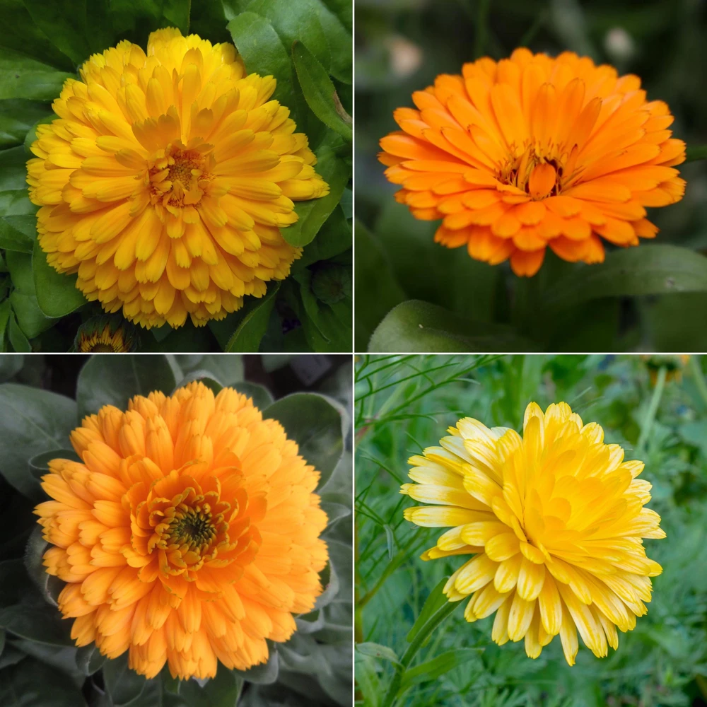 Fiesta Mix Calendula Seeds - 50 Count Pack - Non-GMO Heirloom Flower Seeds for Pollinators & Medicinal Gardens - Image 14