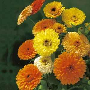 Fiesta Mix Calendula Seeds - 50 Count Pack - Non-GMO Heirloom Flower Seeds for Pollinators & Medicinal Gardens - Image 16