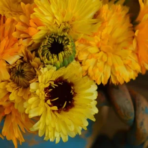 Fiesta Mix Calendula Seeds - 50 Count Pack - Non-GMO Heirloom Flower Seeds for Pollinators & Medicinal Gardens - Image 2