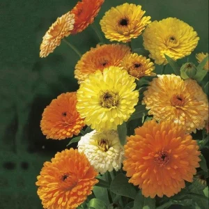 Fiesta Mix Calendula Seeds - 50 Count Pack - Non-GMO Heirloom Flower Seeds for Pollinators & Medicinal Gardens - Image 3