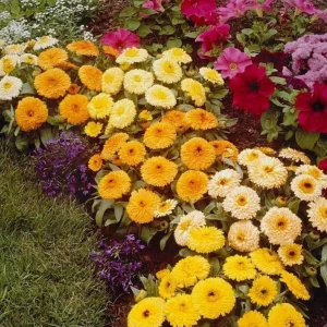 Fiesta Mix Calendula Seeds - 50 Count Pack - Non-GMO Heirloom Flower Seeds for Pollinators & Medicinal Gardens - Image 4