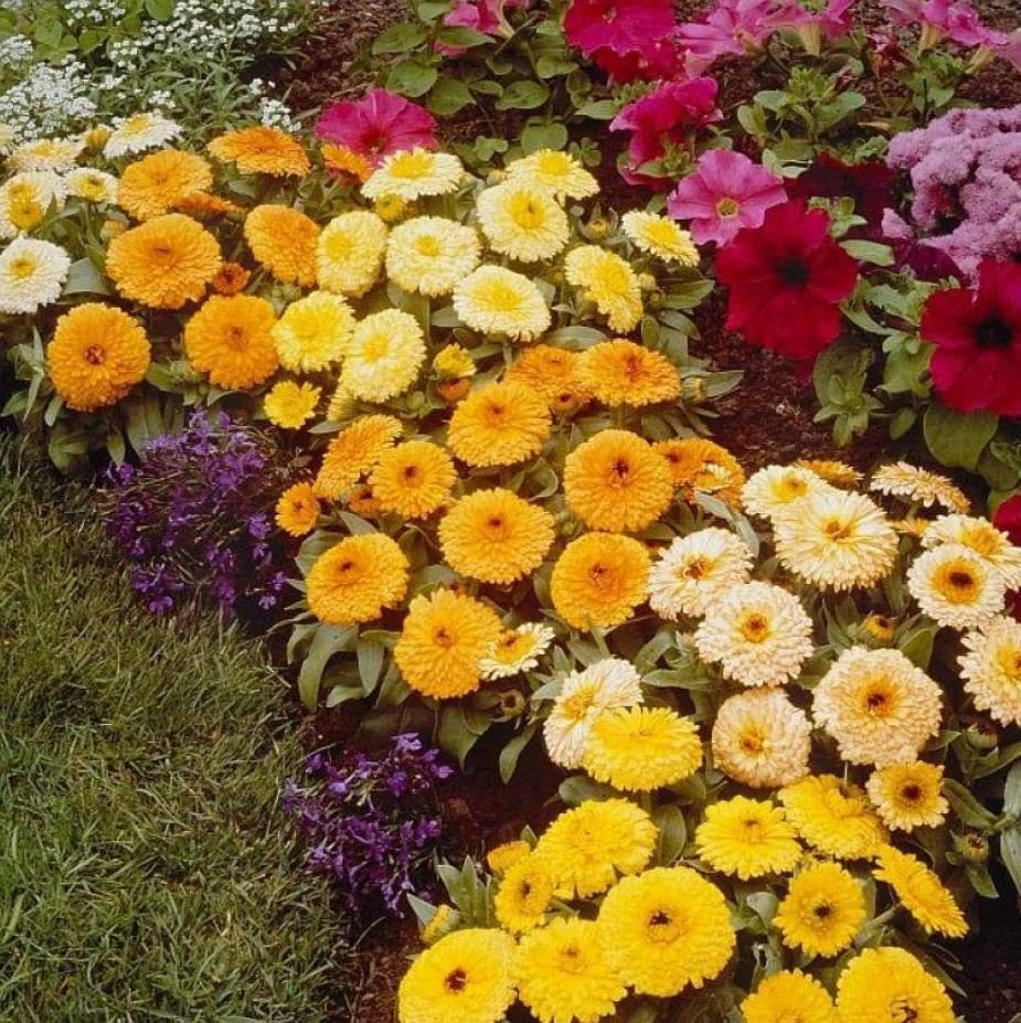 Fiesta Mix Calendula Seeds - 50 Count Pack - Non-GMO Heirloom Flower Seeds for Pollinators & Medicinal Gardens - Image 4