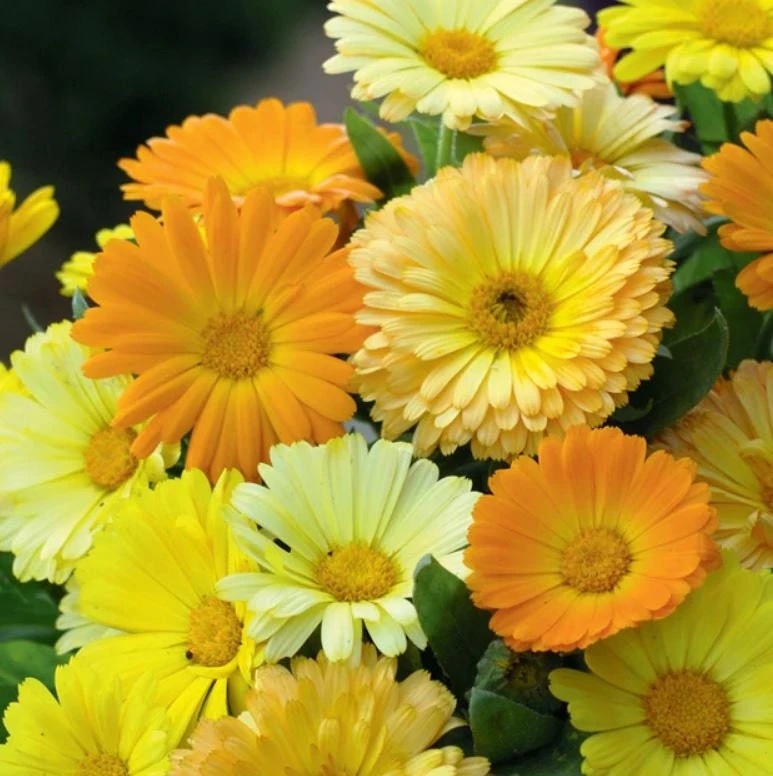 Fiesta Mix Calendula Seeds - 50 Count Pack - Non-GMO Heirloom Flower Seeds for Pollinators & Medicinal Gardens - Image 5