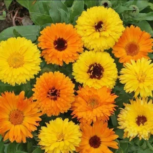 Fiesta Mix Calendula Seeds - 50 Count Pack - Non-GMO Heirloom Flower Seeds for Pollinators & Medicinal Gardens - Image 6