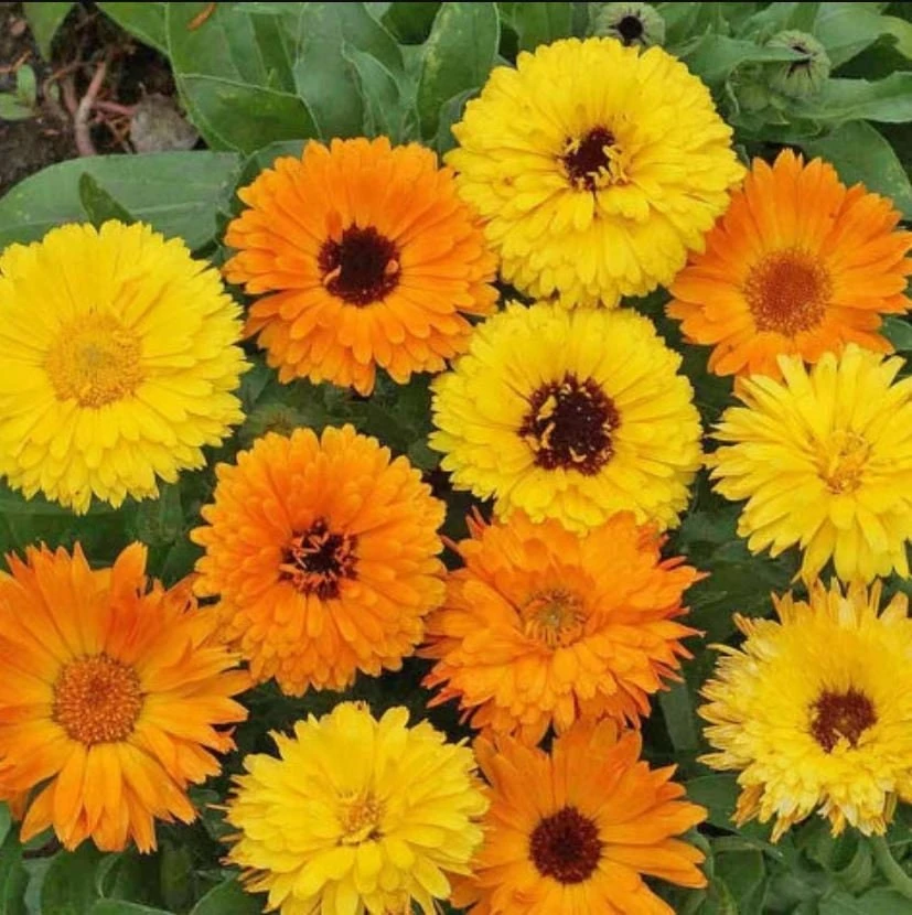 Fiesta Mix Calendula Seeds - 50 Count Pack - Non-GMO Heirloom Flower Seeds for Pollinators & Medicinal Gardens - Image 6