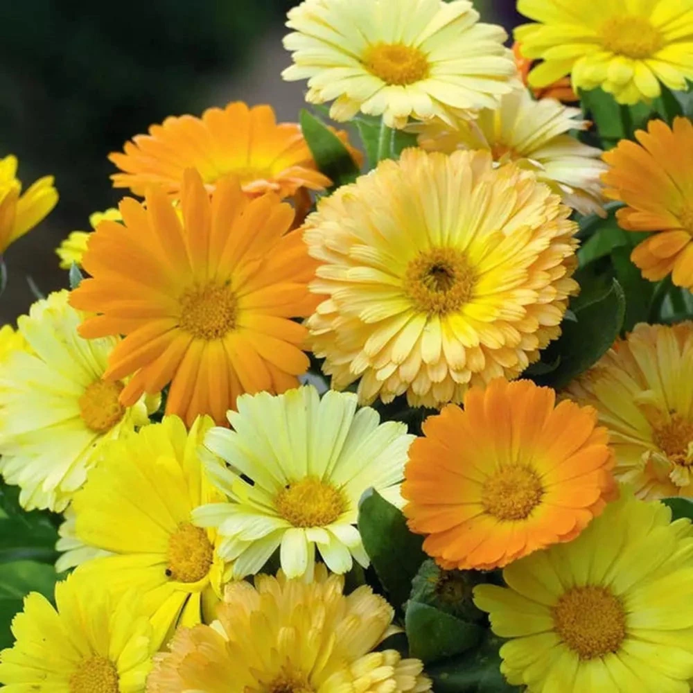 Fiesta Mix Calendula Seeds - 50 Count Pack - Non-GMO Heirloom Flower Seeds for Pollinators & Medicinal Gardens - Image 7