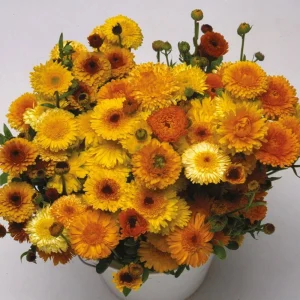 Fiesta Mix Calendula Seeds - 50 Count Pack - Non-GMO Heirloom Flower Seeds for Pollinators & Medicinal Gardens - Image 8
