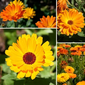 Fiesta Mix Calendula Seeds - 50 Count Pack - Non-GMO Heirloom Flower Seeds for Pollinators & Medicinal Gardens - Image 9