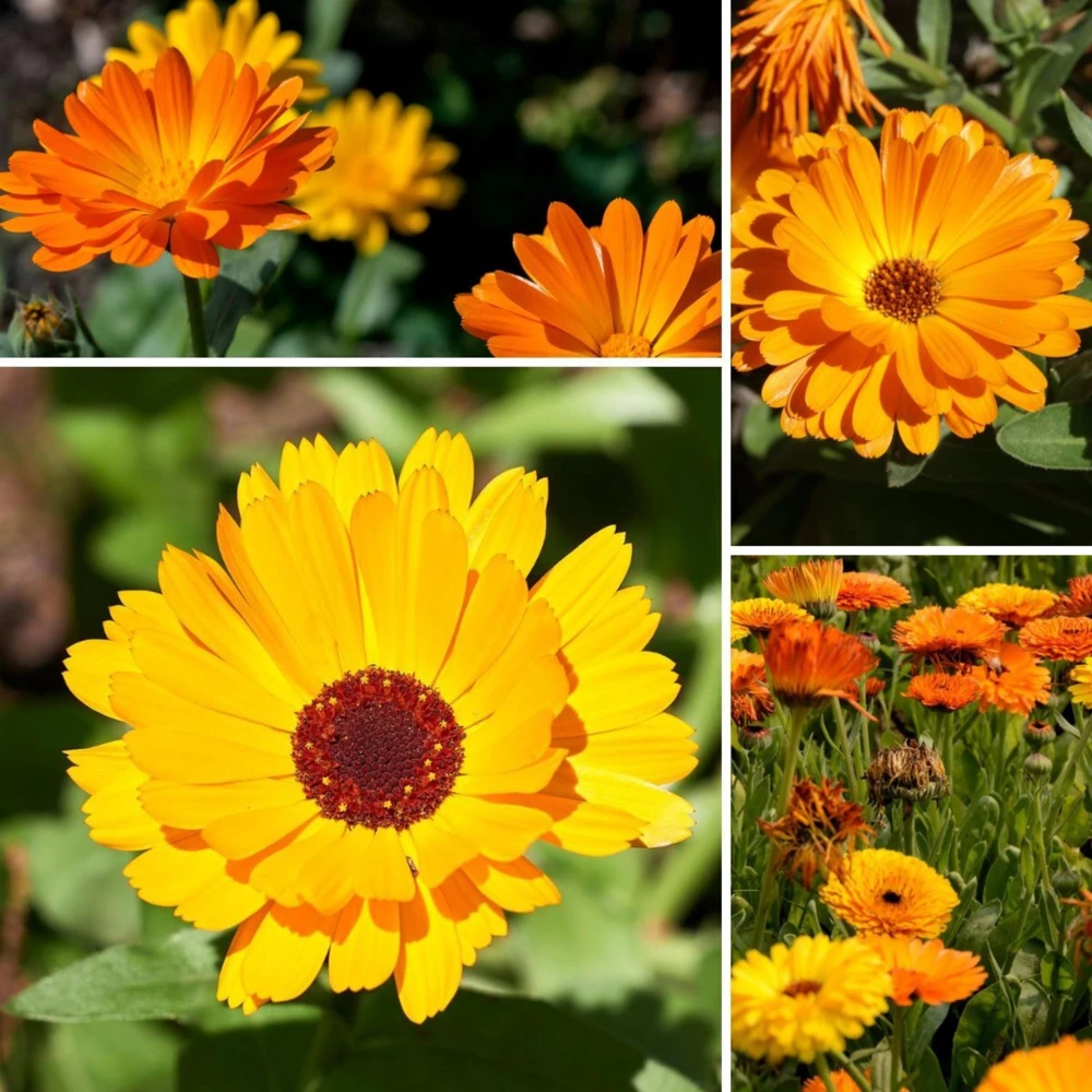 Fiesta Mix Calendula Seeds - 50 Count Pack - Non-GMO Heirloom Flower Seeds for Pollinators & Medicinal Gardens - Image 9
