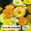 Fiesta Mix Calendula Seeds - 50 Count Pack - Non-GMO Heirloom Flower Seeds for Pollinators & Medicinal Gardens - Image 1