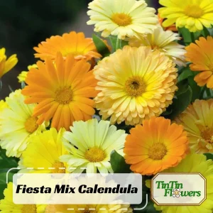 Fiesta Mix Calendula Seeds - 50 Count Pack - Non-GMO Heirloom Flower Seeds for Pollinators & Medicinal Gardens - Image 1