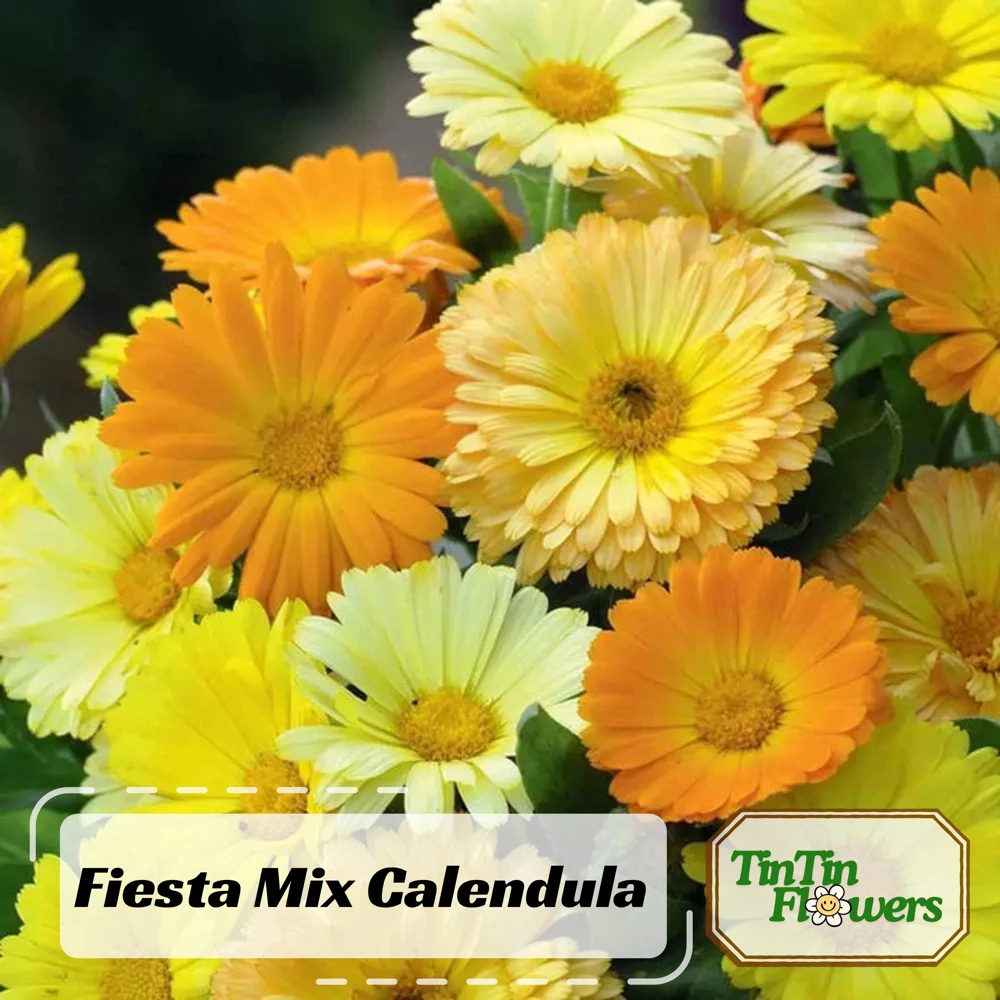 Fiesta Mix Calendula Seeds - 50 Count Pack - Non-GMO Heirloom Flower Seeds for Pollinators & Medicinal Gardens - Image 1