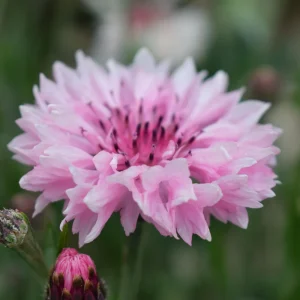 Florence Pink Cornflower Seeds – Bachelor Button Flowers, Soft Pink Blooms, 30 Seeds - Image 10