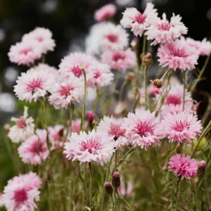 Florence Pink Cornflower Seeds – Bachelor Button Flowers, Soft Pink Blooms, 30 Seeds - Image 11