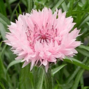 Florence Pink Cornflower Seeds – Bachelor Button Flowers, Soft Pink Blooms, 30 Seeds - Image 12