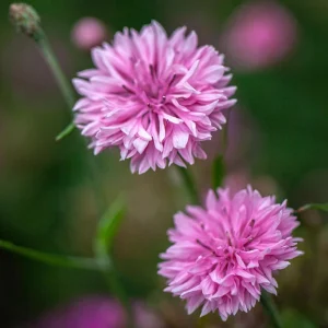 Florence Pink Cornflower Seeds – Bachelor Button Flowers, Soft Pink Blooms, 30 Seeds - Image 13