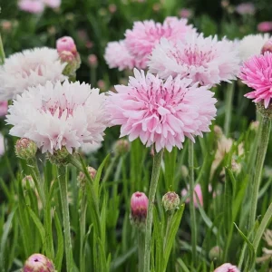 Florence Pink Cornflower Seeds – Bachelor Button Flowers, Soft Pink Blooms, 30 Seeds - Image 2