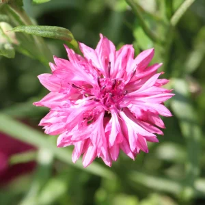 Florence Pink Cornflower Seeds – Bachelor Button Flowers, Soft Pink Blooms, 30 Seeds - Image 3