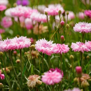 Florence Pink Cornflower Seeds – Bachelor Button Flowers, Soft Pink Blooms, 30 Seeds - Image 4