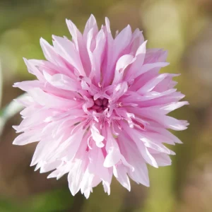 Florence Pink Cornflower Seeds – Bachelor Button Flowers, Soft Pink Blooms, 30 Seeds - Image 5