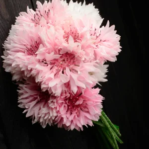 Florence Pink Cornflower Seeds – Bachelor Button Flowers, Soft Pink Blooms, 30 Seeds - Image 6