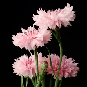 Florence Pink Cornflower Seeds – Bachelor Button Flowers, Soft Pink Blooms, 30 Seeds - Image 7