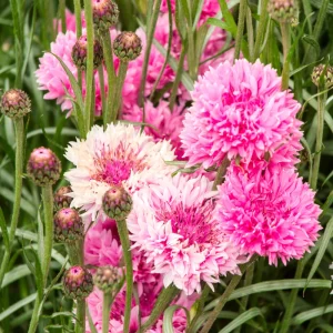 Florence Pink Cornflower Seeds – Bachelor Button Flowers, Soft Pink Blooms, 30 Seeds - Image 8