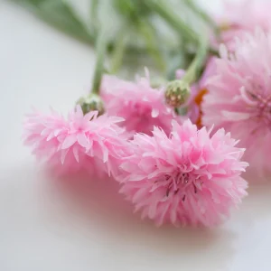 Florence Pink Cornflower Seeds – Bachelor Button Flowers, Soft Pink Blooms, 30 Seeds - Image 9