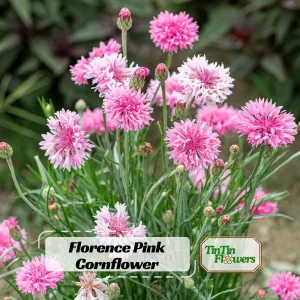 Florence Pink Cornflower Seeds – Bachelor Button Flowers, Soft Pink Blooms, 30 Seeds - Image 1
