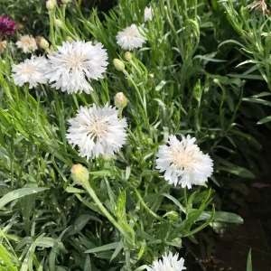 Florence White Cornflower Seeds - Bachelor Button Variety - 30 Seeds - Elegant White Blooms - Image 10
